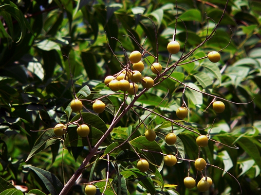 {Sapindus saponaria}